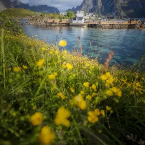 Reine village in the Summer, Lofoten Islands, Norway Reine village in the Summer, Lofoten Islands, Norway