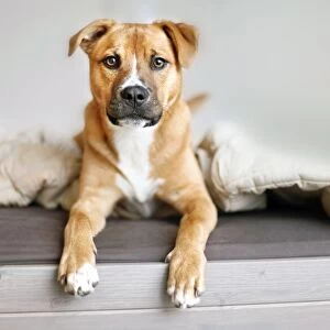 Rescue mutt puppy sitting on bed looking at camera