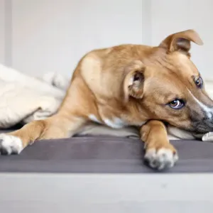 Rescue puppy Rescue puppy