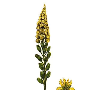 Reseda lutea (yellow mignonette, wild mignonette)