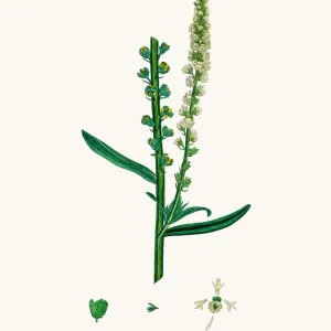 Reseda mignonette plant Reseda mignonette plant