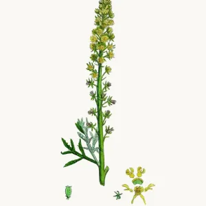 Botanical Illustration Prints: English Botany, Or Coloured Figures of British Plants