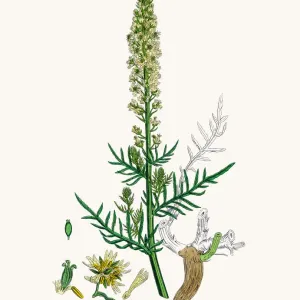 Reseda mignonette plant Reseda mignonette plant