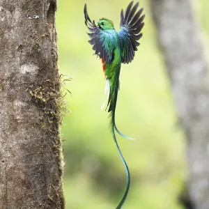 Resplendent Quetzal