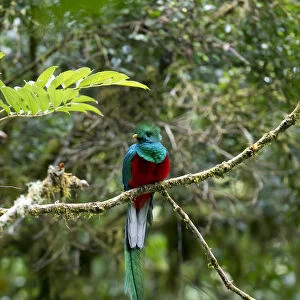 Resplendent Quetzal -Pharomacrus mocinno-, male, San Gerardo de Dota, San Jose Province, Costa Rica, Central America