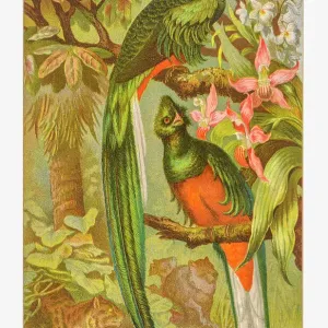 Resplendent Trogon