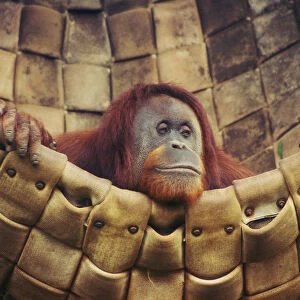 Resting Female Orangutan