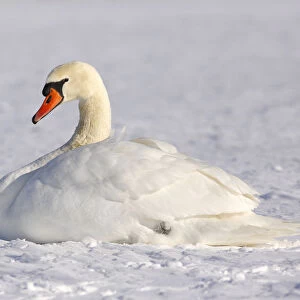 Resting Mute swan -Cygnus olor- in winter in snow
