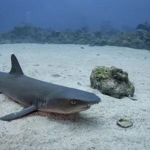 Resting Whitetip Resting Whitetip