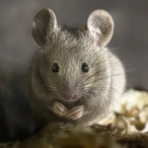 portrait de raton portrait de raton