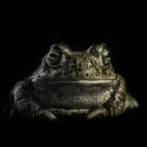 sapo sapo