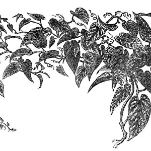 Rex begonia vine (Cissus discolor)