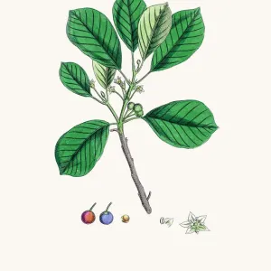 Rhodamnus frangula Print - 1860s English Botany Illustration Rhodamnus frangula Print - 1860s English Botany Illustration