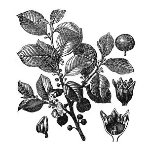 Rhamnus frangula, (Frangula alnus)