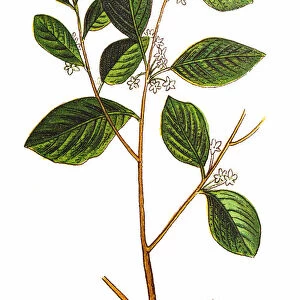 Rhamnus frangula, (Frangula alnus), the alder buckthorn