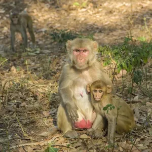 Rhesus Macaque Print with Young, Rajasthan Rhesus Macaque Print with Young, Rajasthan