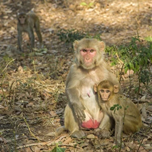 Rhesus macaque -Macaca mulatta- with young, Rajasthan, India
