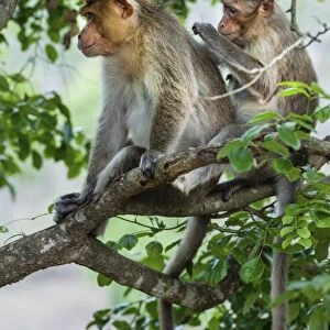 Rhesus monkeys -Macaca mulatta- grooming, Mudumalai Wildlife Sanctuary, Tamil Nadu, India