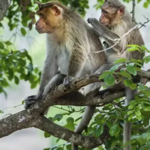 Rhesus monkeys -Macaca mulatta- grooming, Mudumalai Wildlife Sanctuary, Tamil Nadu, India Rhesus monkeys -Macaca mulatta- grooming, Mudumalai Wildlife Sanctuary, Tamil Nadu, India