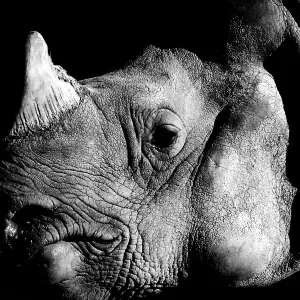 Rhino black and white portrait Rhino black and white portrait