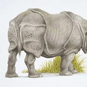 Rhinoceros unicornis, Indian rhinoceros, side view