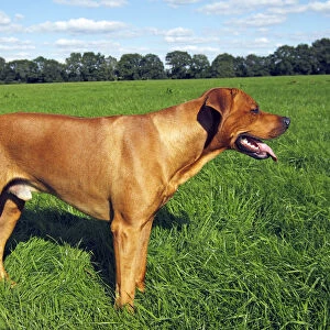 Rhodesian Ridgeback dog (Canis lupus familiaris), male, domestic dog