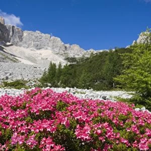 Rhododendrons, Garland Rhododendron, Hairy Alpine-rose, Alpen Rose, Alpine Rose, Alpenrose, Snow-rose (Rhododendron hirsutum) near Sorapis Lake, Gruppo del Sorapiss, Dolomites, Alto Adige, South Tirol, Alps, Italy, Europe