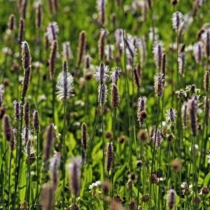 Ribwort Plantain -Plantago lanceolata-, flowering, Middle Franconia, Bavaria, Germany