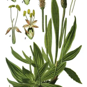 Print of Ribwort Plantain, Antique Illustration Print of Ribwort Plantain, Antique Illustration