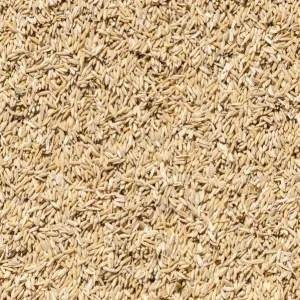 Rice Rice