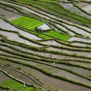 Rice Abstract