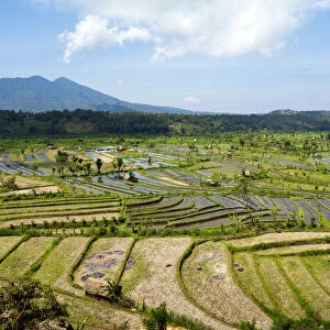 Rice paddies near Amlapura, formerly Karangasem, East Bali, Bali, Indonesia, Southeast Asia, Asia