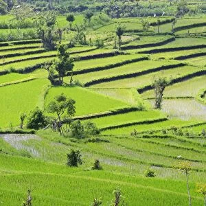 Rice paddies and rice terraces, Bali, Indonesia