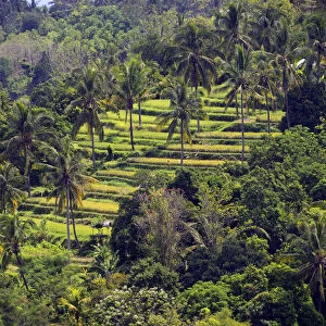 Rice paddies and rice terraces, Munduk, Central Bali, Bali, Indonesia
