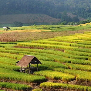 Rice paddy at Mae Jam, Chiangmai