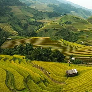 Rice terrace, Vietnam