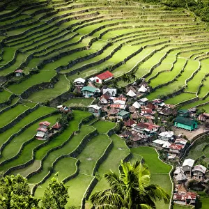 Rice terraces, Batad, Philippines