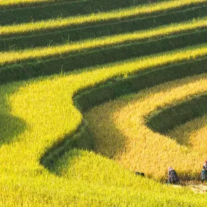 Rice terraces in Mu Cang Chai, North Vietnam Rice terraces in Mu Cang Chai, North Vietnam