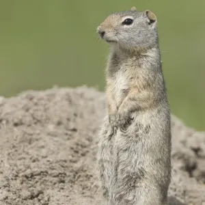Richardson's Ground Squirrel Print Richardson's Ground Squirrel Print
