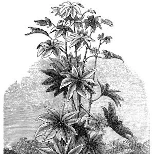 Ricinus Communis (Medicinal plant)