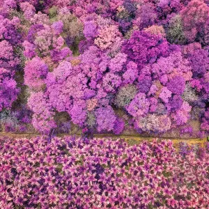 Infrared Forest Drone Print Infrared Forest Drone Print