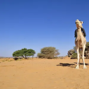 Two riding camels in a vadi or wadi, Arabic term for valley, of Adrar Tekemberet, Immidir, Algeria, Sahara, North Africa