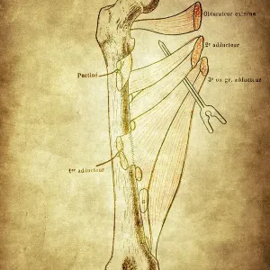 Right femur seen from forward with his adductor muscles Right femur seen from forward with his adductor muscles