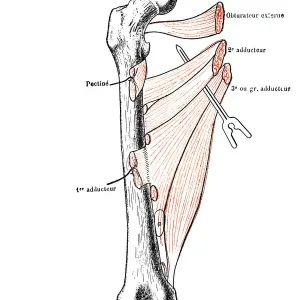 Right femur seen from forward with his adductor muscles Right femur seen from forward with his adductor muscles