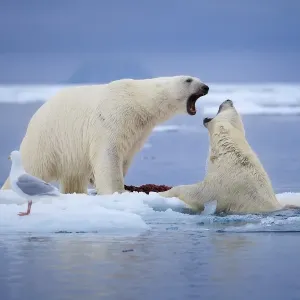 Rights for the Ice Rights for the Ice