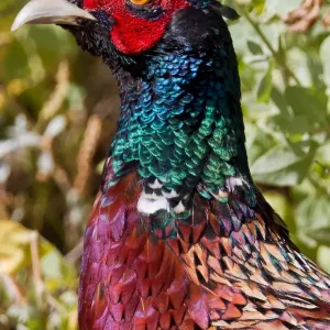 Ring-necked Pheasant Male Print Ring-necked Pheasant Male Print