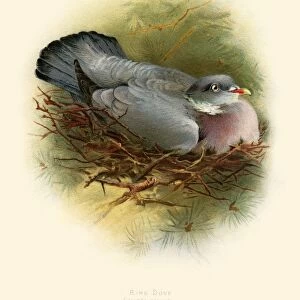 The ring pigeon illustration 1900