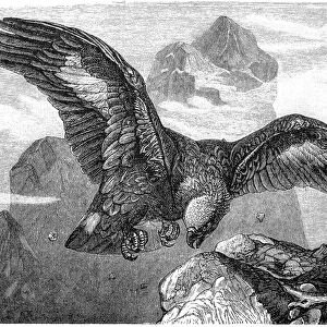 Ring Tailed Eagle (Aquila fulva)