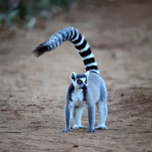 Ring-tailed lemur Print Ring-tailed lemur Print