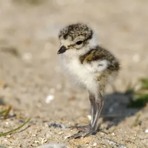 Ringed Plover -Charadrius hiaticula-, young bird standing in the sand Ringed Plover -Charadrius hiaticula-, young bird standing in the sand